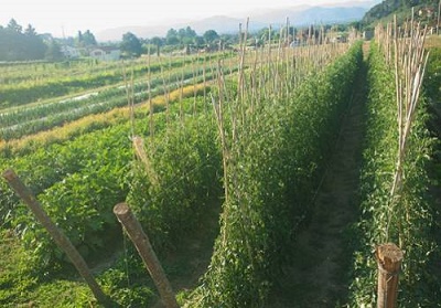 Baticòs: Soddisfazione per il riconoscimento del Distretto del Cibo, “Biofiliere dell’Alto Tirreno Cosentino”