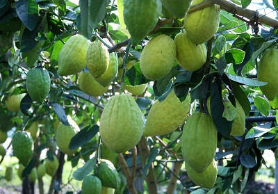 Una legge per la tutela del cedro di Calabria, se ne discute in un convegno in Senato