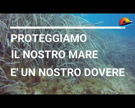 Alla Scoperta della Posidonia Oceanica tra i fondali di Diamante e Belvedere M.mo