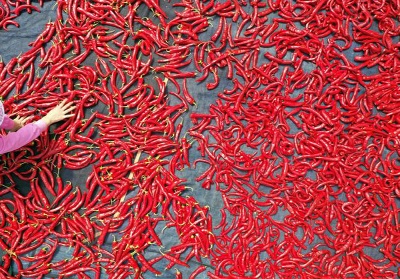 L’Accademia del Peperoncino lancia l’allarme: “Attenzione ai peperoncini contaminati”