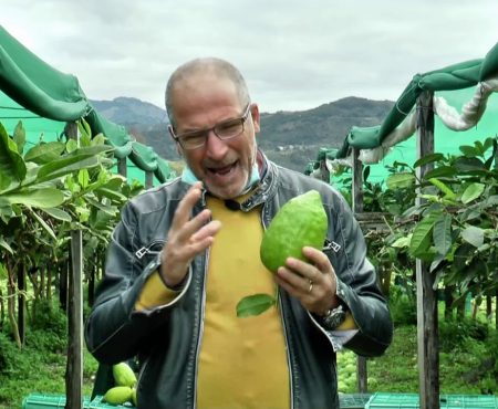 Consorzio Cedro di Calabria: Coltivazione e Cultura del Cedro a Santa Maria del Cedro