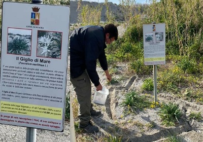 Tutela dei Gigli di mare, Scalea un bell’esempio da seguire