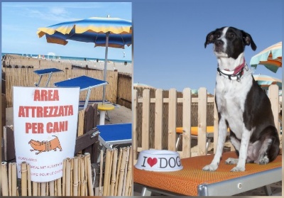 “Una spiaggia dedicata ai cani”. La richiesta di un turista al Sindaco di Santa Maria del Cedro